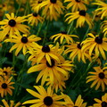 Orange Coneflower
